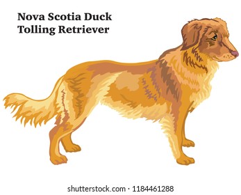 Portrait of standing in profile Nova Scotia Duck Tolling Retriever dog, vector colorful illustration isolated on white background