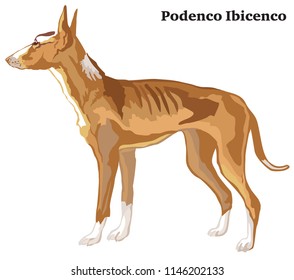 Portrait of standing in profile Podenco Ibicenco dog, vector colorful illustration isolated on white background