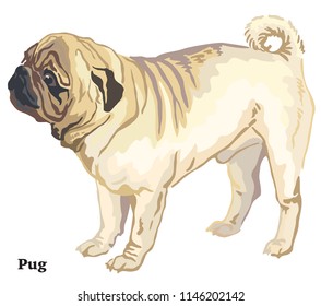 Portrait of standing in profile Pug dog, vector colorful illustration isolated on white background