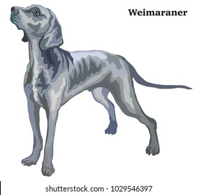 Portrait of standing in profile Weimaraner, vector colorful illustration isolated on white background