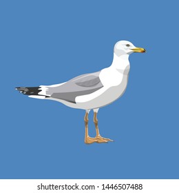 Portrait of a standing seagull. Vector illustration isolated on blue background