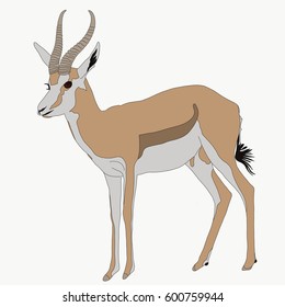 Portrait of a standing springbok, hand drawn vector illustration isolated on white background