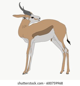 Portrait of a standing springbok, hand drawn vector illustration isolated on white background