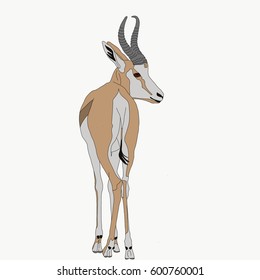 Portrait of a standing springbok, hand drawn vector illustration isolated on white background