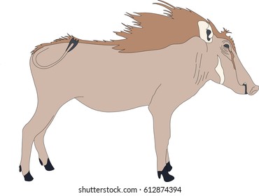 Portrait of a standing warthog, hand drawn vector illustration isolated on white background
