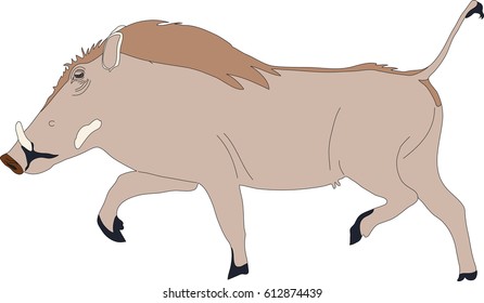 Portrait of a standing warthog, hand drawn vector illustration isolated on white background