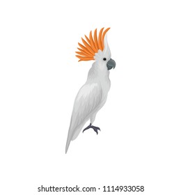 Portrait of sulphur-crested cockatoo. Large tropical parrot. Exotic bird. Flat vector element for educational book or advertising poster