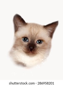portrait of the  thai cat