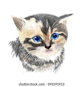 Portrait of three-colored kitten .  House pet.