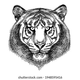 Portrait of a tiger, calm expression. A hand-drawn sketch.