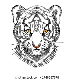 Portrait of a tiger cub, calm expression. A hand-drawn sketch.