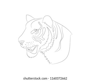portrait of tiger lines, vector, white background