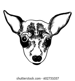 Portrait of  Toy Terrier doggy. Hand drawn dog illustration. T- shirt and tattoo concept design in black white. Vector.