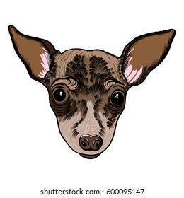 Portrait of Toy Terrier puppy. Hand drawn dog illustration. T- shirt and tattoo concept design. Vector.