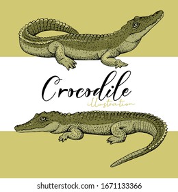 Portrait of a two different crocodiles. Set collection. Hand drawn style print. Vector illustration.