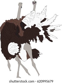 Portrait of two fighting ostriches - colored hand drawn vector Illustration isolated on white background