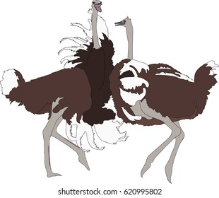 Portrait of two fighting ostriches - colored hand drawn vector Illustration isolated on white background