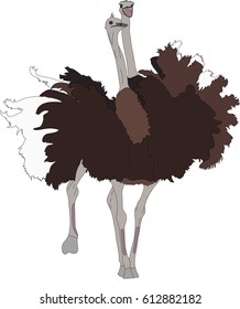Portrait of two fighting ostriches, hand drawn vector illustration isolated on white background