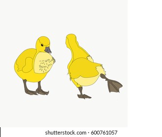 Portrait of a two joking and funny moving graylag goose chickens, hand drawn vector illustration isolated on white background