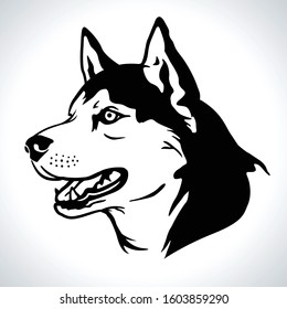 Portrait vector illustration of Siberian Husky dog breed