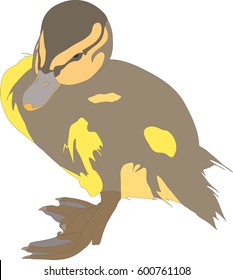 Portrait of a very cute and funny common mallard duck chicken, hand drawn vector illustration isolated on white background
