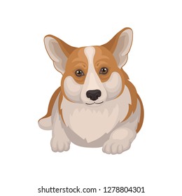 Portrait of Welsh corgi lying on floor, front view. Home pet. Dog with cute muzzle. Detailed flat vector icon
