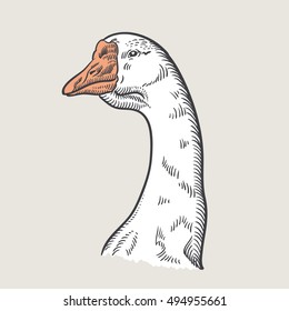 Portrait white goose, vector illustration sketch, goose on a light background