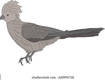 Portrait of a wild bare-faced go-away bird - colored hand drawn vector Illustration isolated on white background