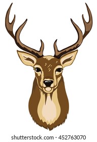 Portrait of wild deer with antlers brown color. Detailed vector illustration.