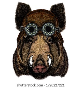 Portrait of wild hog, boar, pig. Face of brave animal. Aviator flying leather helmet with googles.