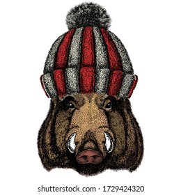 Portrait of wild hog, boar, pig. Face of brave animal. Knitted wool winter hat.