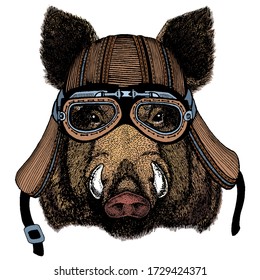 Portrait of wild hog, boar, pig. Face of brave animal. Motorcycle helmet.