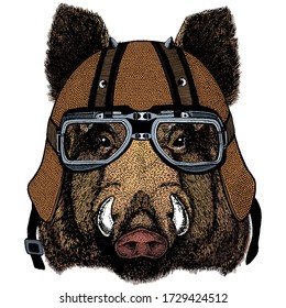 Portrait of wild hog, boar, pig. Face of brave animal. Motorcycle helmet.