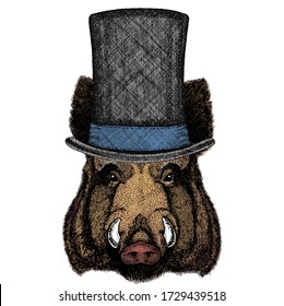 Portrait of wild hog, boar, pig. Face of brave animal. Cylinder hat.