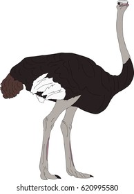 Portrait of a wild ostrich big flightless bird - colored hand drawn vector Illustration isolated on white background