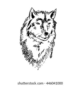 Portrait of a wild wolf. Hand drawn graphics illustration. Black on white, isolated, sketch. Vector. For posters, prints, designs, logos.