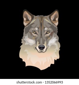 Portrait of wolf head. Vector illustration isolated on black background