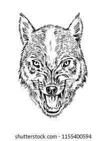 Portrait of wolf. Head and of a wild animal. Angry roar of a predator. Dog face. Badge or emblem Vector illustration. Engraved hand drawn old monochrome Vintage sketch.