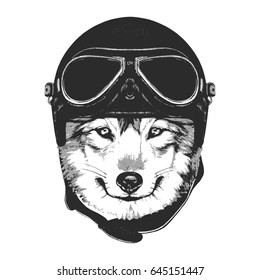 Portrait of Wolf with Vintage Helmet. Vector