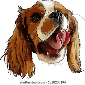 portrait of a yawning spaniel dog, sketch vector graphic color illustration on white background in a realistic style