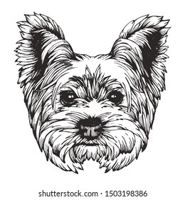 Portrait of Yorkshire Terrier Dog. Hand-drawn illustration. Vector