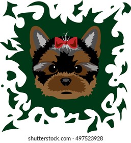 Portrait of a Yorkshire Terrier on a colored background