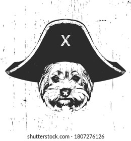 Portrait of Yorkshire Terrier with pirate hat. Vector. 