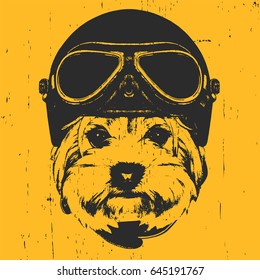 Portrait of Yorkshire Terrier with Vintage Helmet. Vector