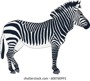 Portrait of a  Zebra, hand drawn vector illustration isolated on white background