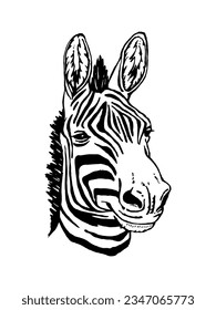 Portrait of Zebra. Hand-drawn illustration. Vector