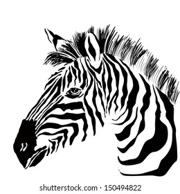 Portrait of zebra on the white background. Vector illustration