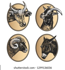 Portraits of animals in frame. Set of icons. Farm animals. Livestock cow, ram, goat, and donkey. Print black and gold foil on white background. Vector illustration, sketch. Hand drawing. Vintage style