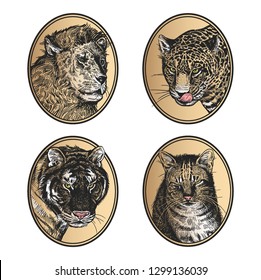 Portraits of animals in frame. Set of icons. African mammals predators lion, tiger, leopard, pet cat. Print black and gold foil on white background. Vector illustration, sketch. Hand drawing. Vintage