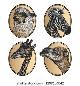 Portraits of animals in frame. Set of icons. African mammals zebra, giraffe, llama, camel close-up. Print black and gold foil on white background. Vector illustration, sketch. Hand drawing. Vintage.